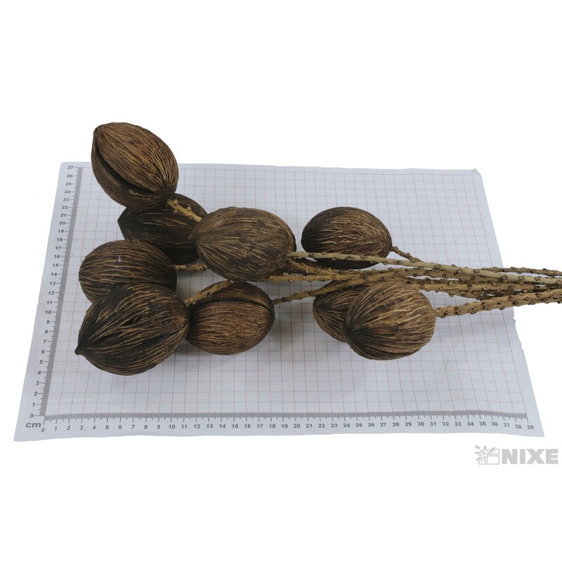 MINTOLA BALL TWIG STEM 60cm 10ks*PŘÍRODNÍ