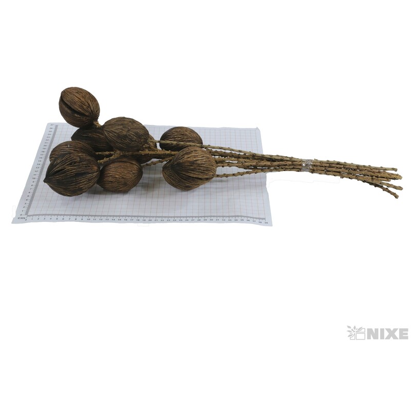 MINTOLA BALL TWIG STEM 60cm 10ks*PŘÍRODNÍ