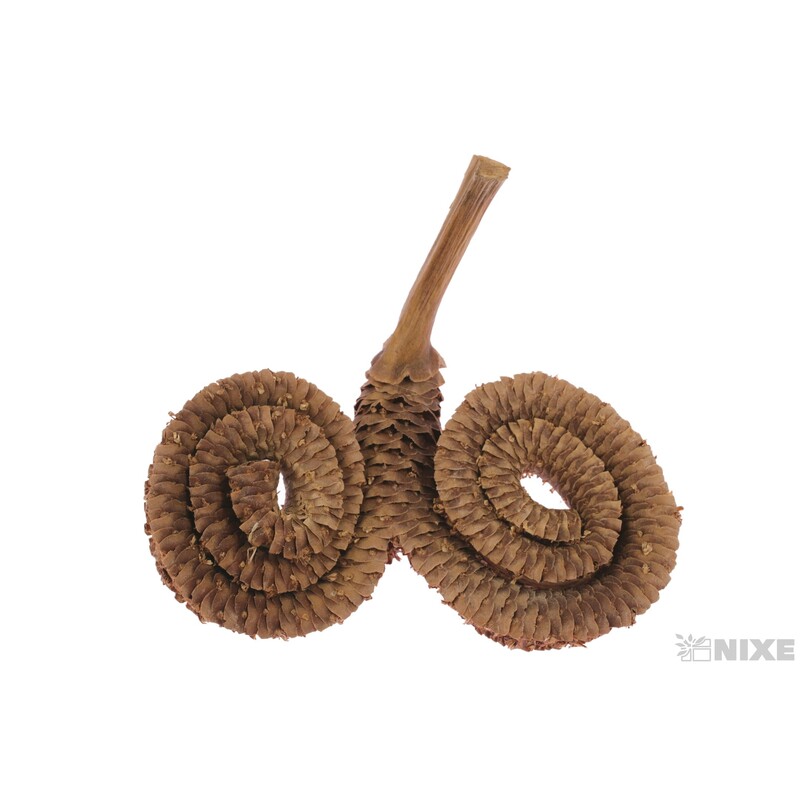 RAMS HORN 12ks*HNĚDÁ