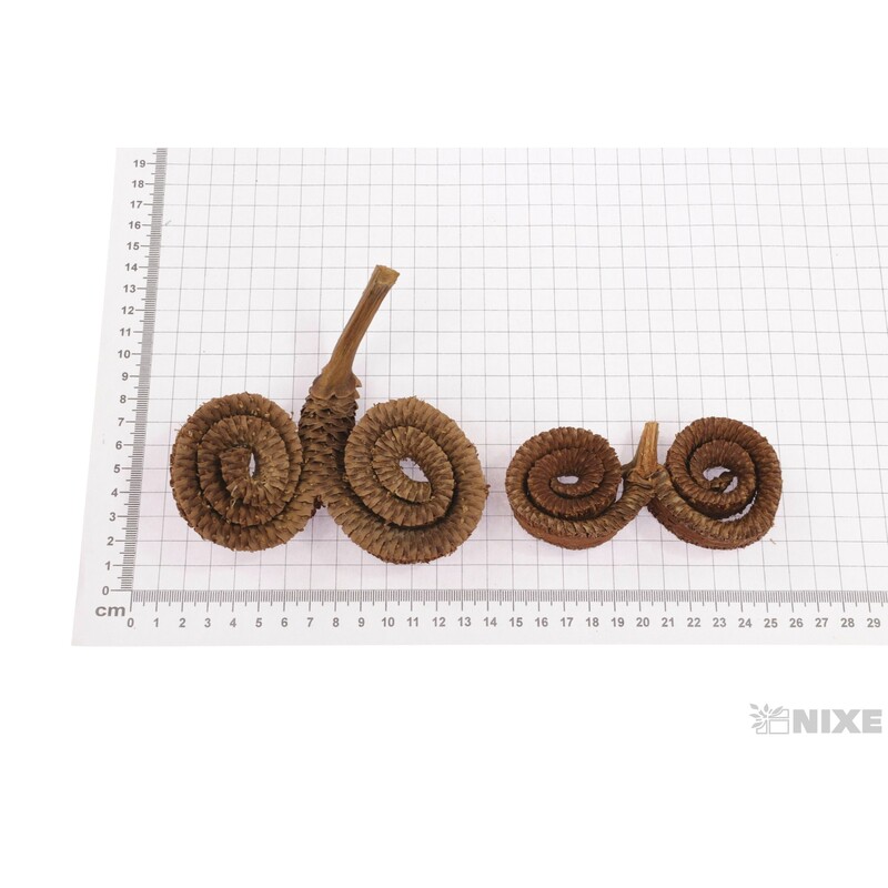 RAMS HORN 12ks*HNĚDÁ