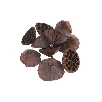 LOTOS 10cm 10ks*HNĚDÁ