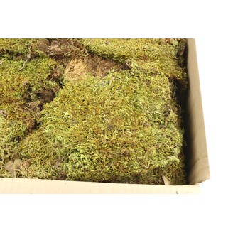 MECH FLAT 1kg*ZELENÁ