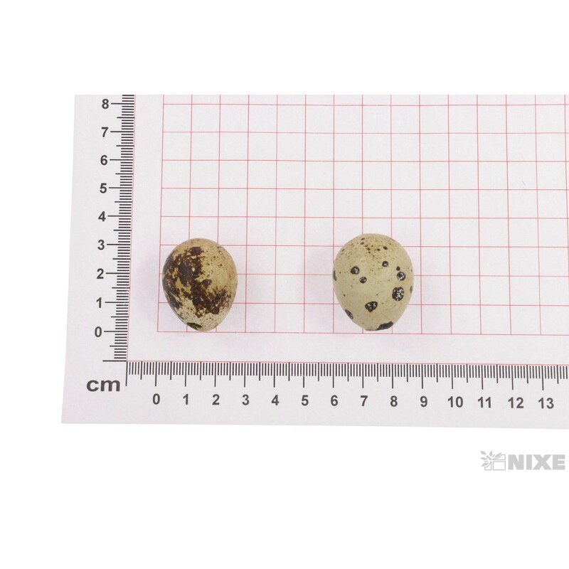 VAJÍČKA KŘEP. 3cm 24ks*PŘÍRODNÍ