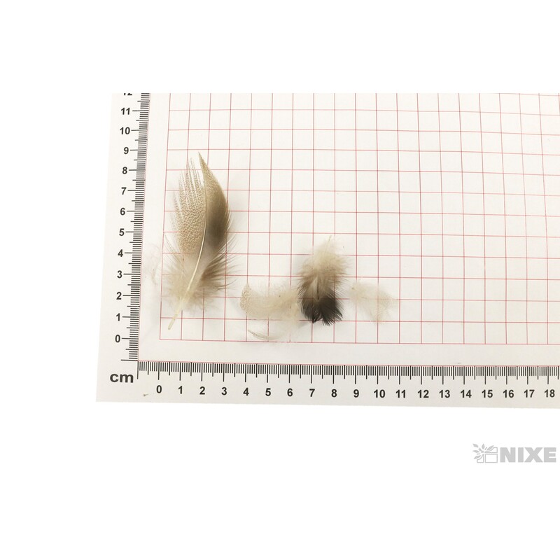 PEŘÍČKA BOX 16g*PŘÍRODNÍ