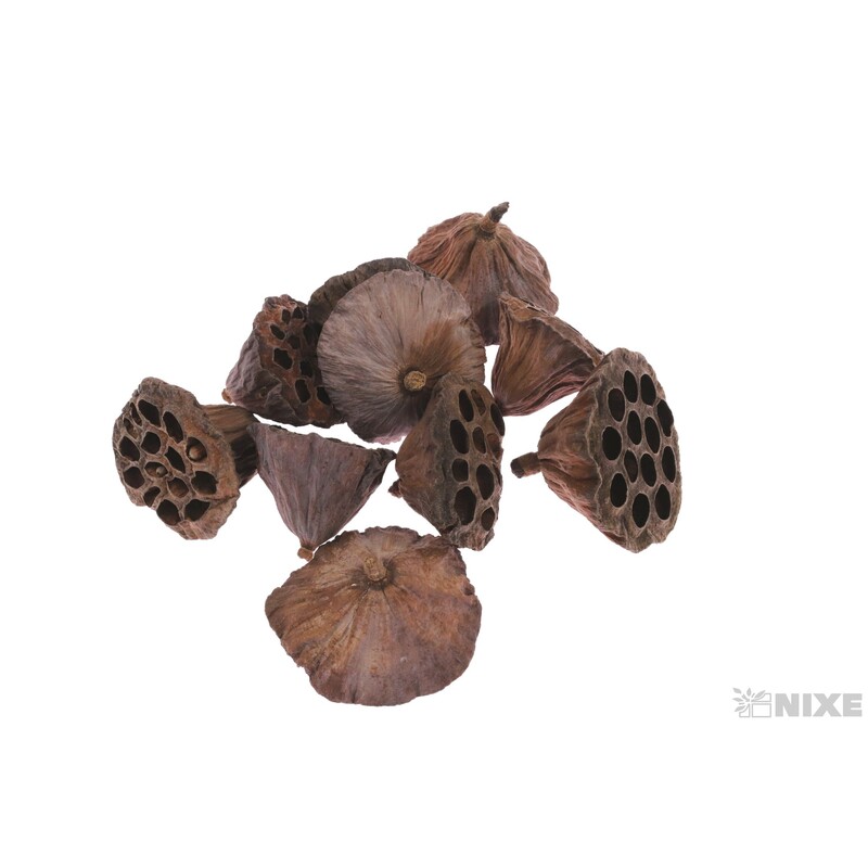 LOTOS 6-8cm 10ks*HNĚDÁ