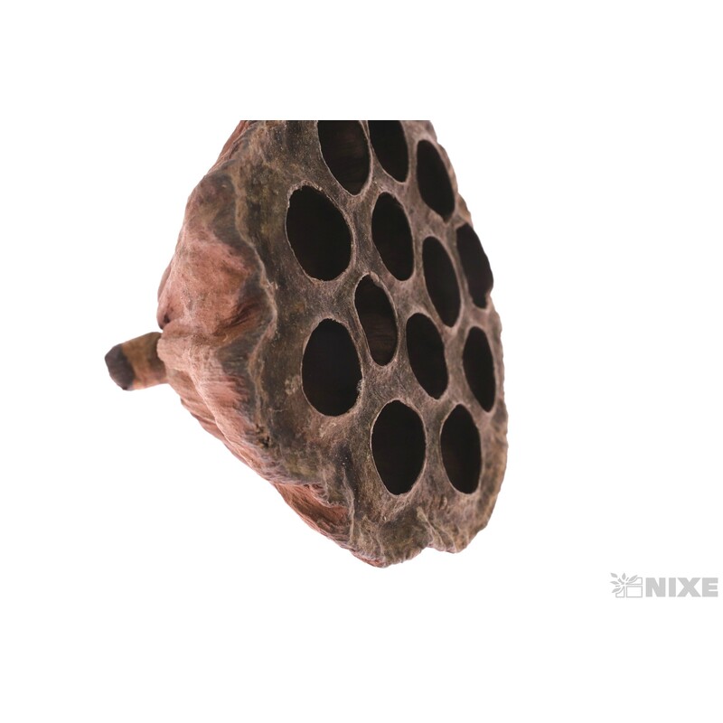 LOTOS 6-8cm 10ks*HNĚDÁ