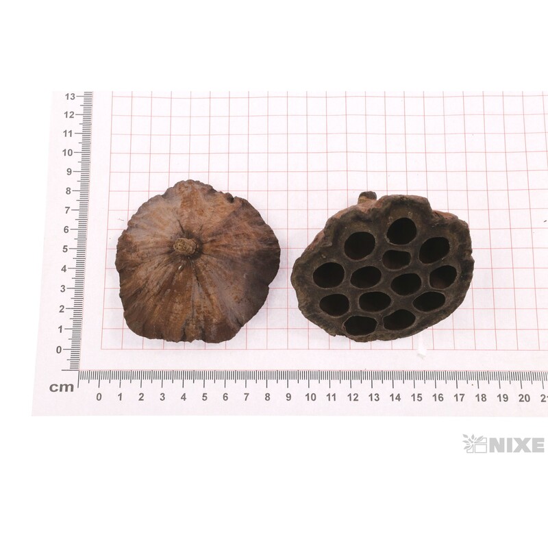 LOTOS 6-8cm 10ks*HNĚDÁ