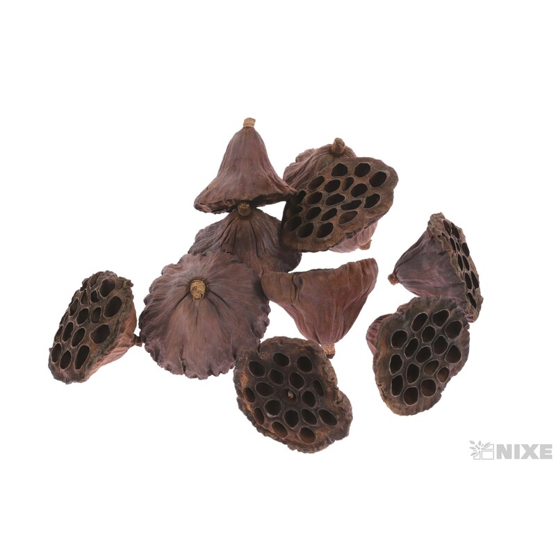 LOTOS 8-10cm 10ks*HNĚDÁ