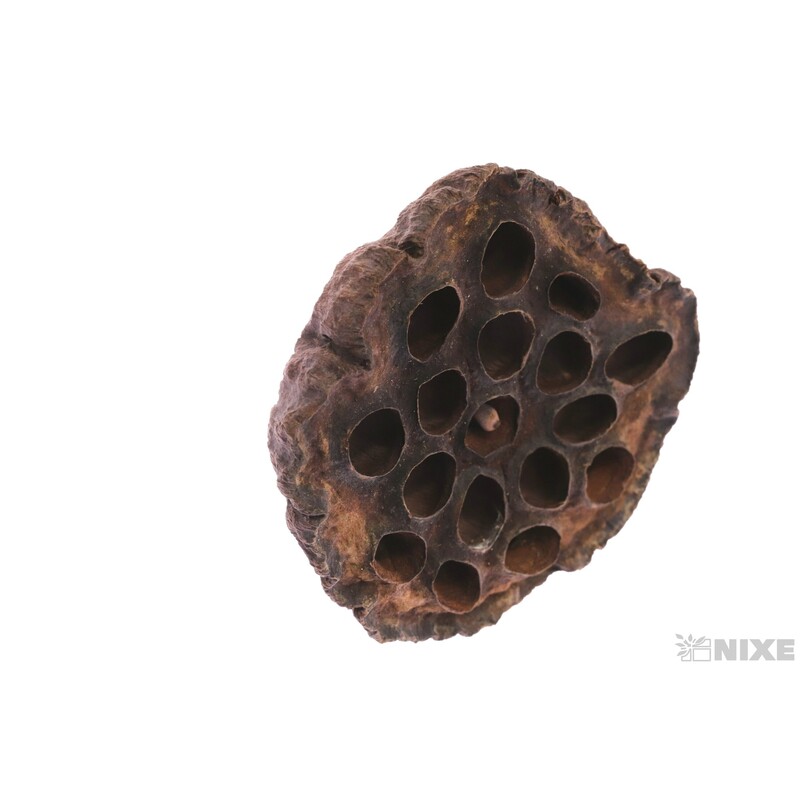 LOTOS 8-10cm 10ks*HNĚDÁ