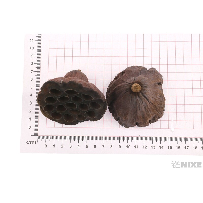 LOTOS 8-10cm 10ks*HNĚDÁ