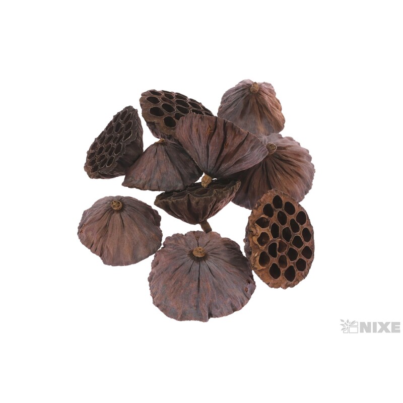 LOTOS 10cm 10ks*HNĚDÁ