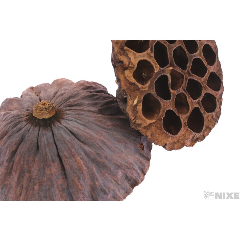 LOTOS 10cm 10ks*HNĚDÁ