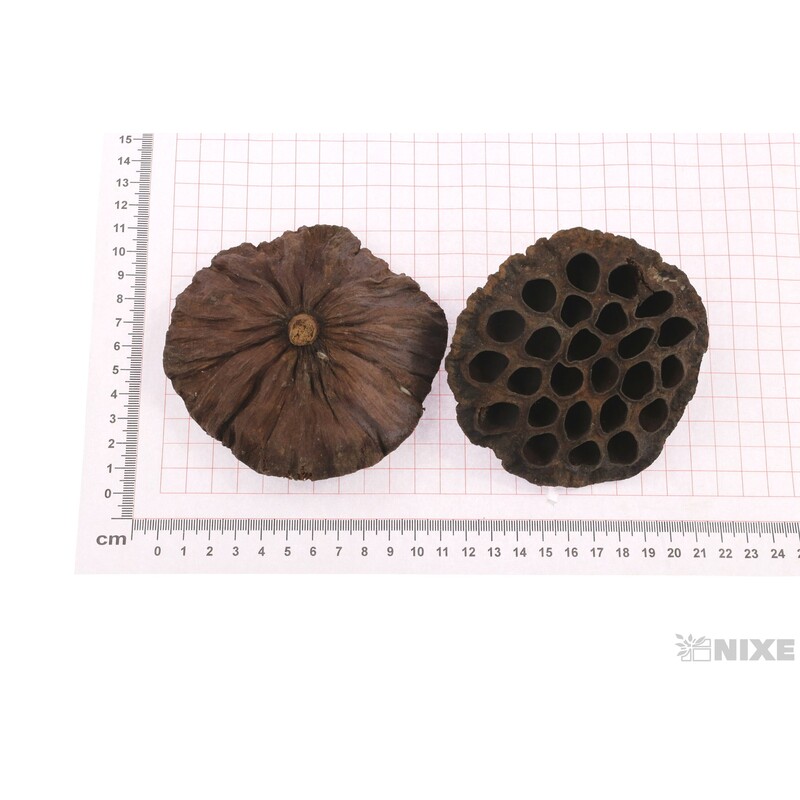 LOTOS 10cm 10ks*HNĚDÁ