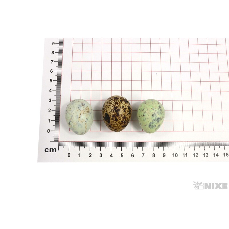 VAJÍČKA KŘEP. 3cm 72ks*MIX BAREV