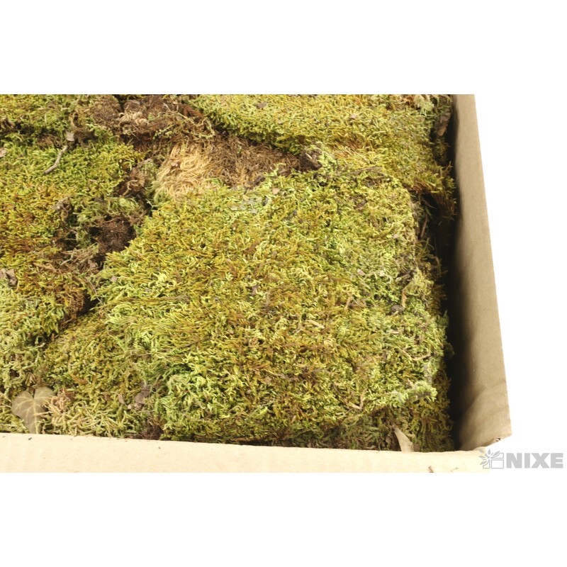 MECH FLAT 1kg*ZELENÁ