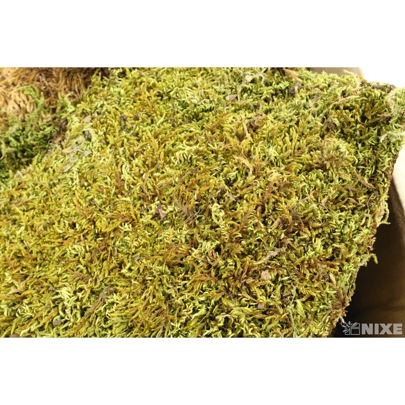 MECH FLAT 1kg*ZELENÁ