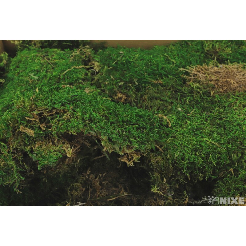 MECH SUŠENÝ 500g*ZELENÁ