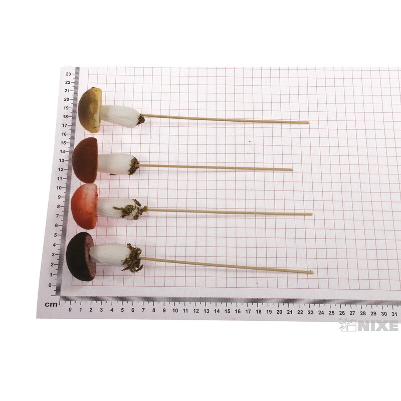 ZÁPICH HŘÍBEK 12ks 06x23cm*MIX BAREV