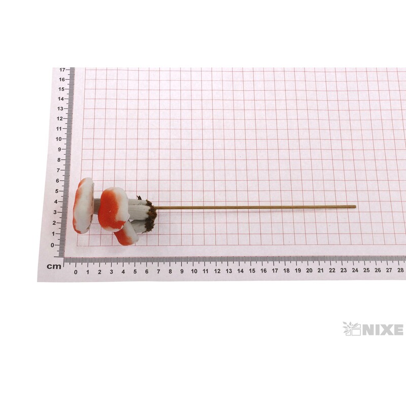 ZÁPICH HŘÍBEK 5x7x25cm*MIX BAREV