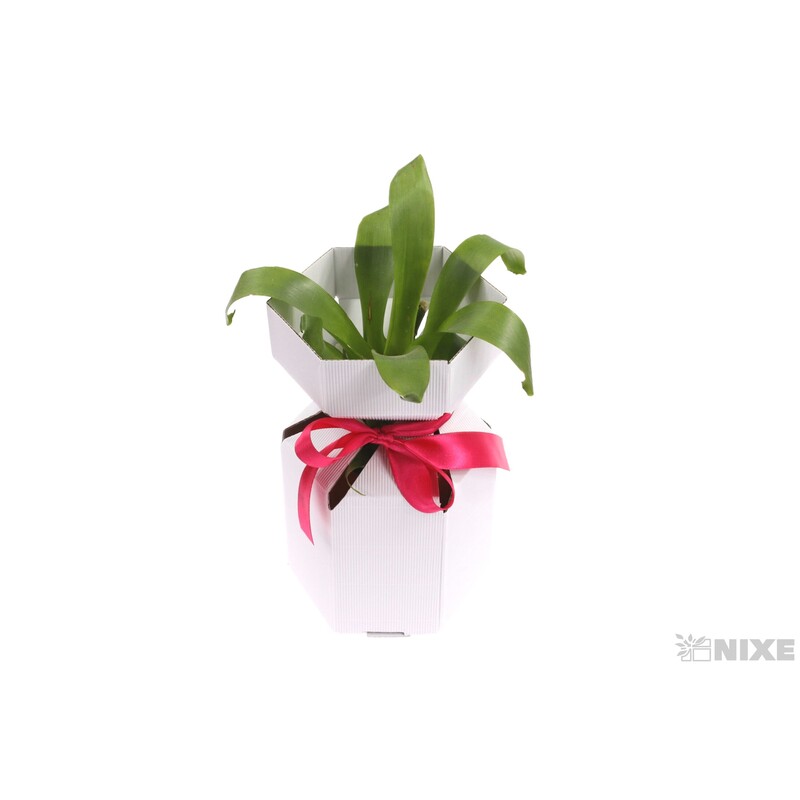 KVĚTINOVÝ BOX 13x17cm*BÍLÁ