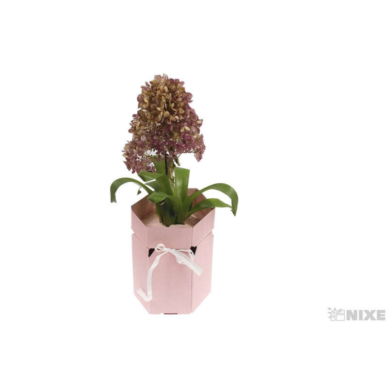 KVĚTINOVÝ BOX 13x17cm*RŮŽOVÁ