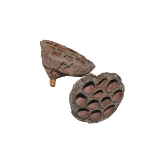 LOTOS 6-8cm 25ks*HNĚDÁ