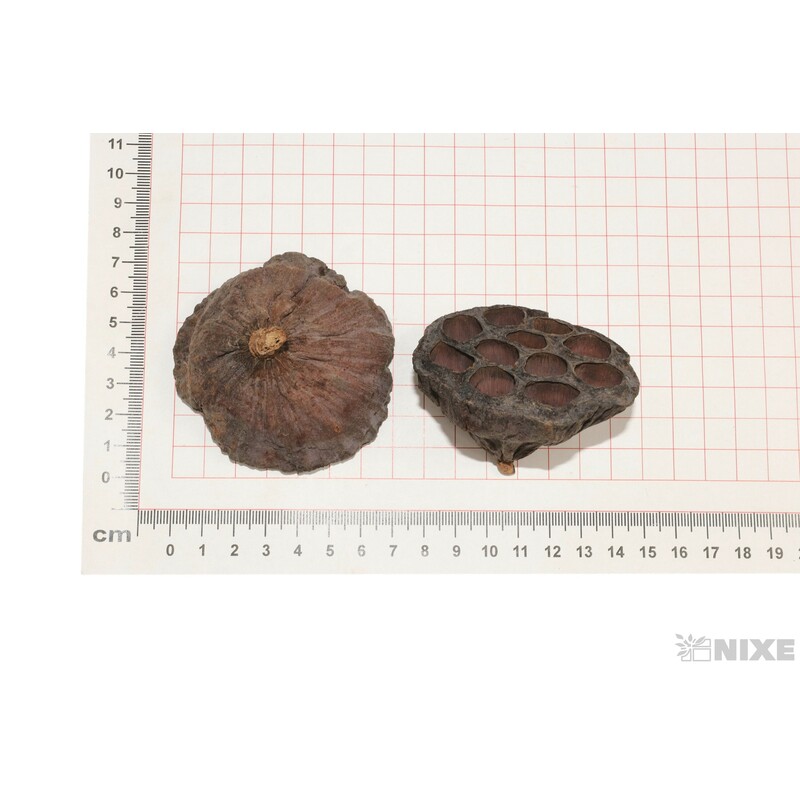 LOTOS 6-8cm 25ks*HNĚDÁ