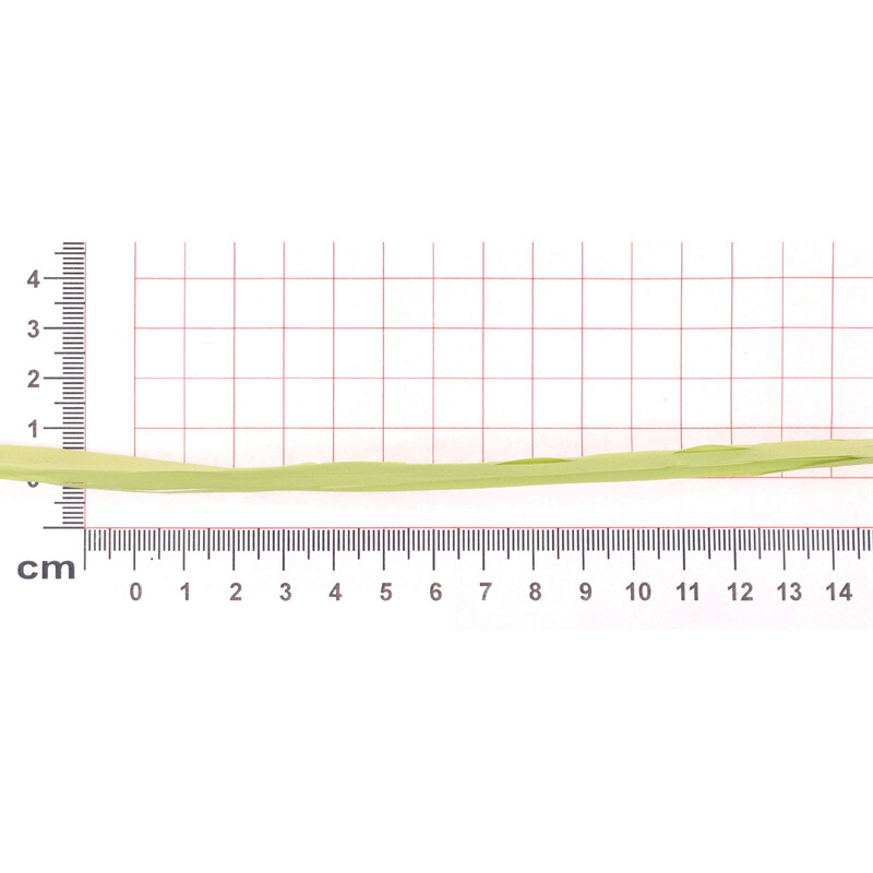 RAFIA SYNTHETIC 200m PL*ZELENÁ SV. 34
