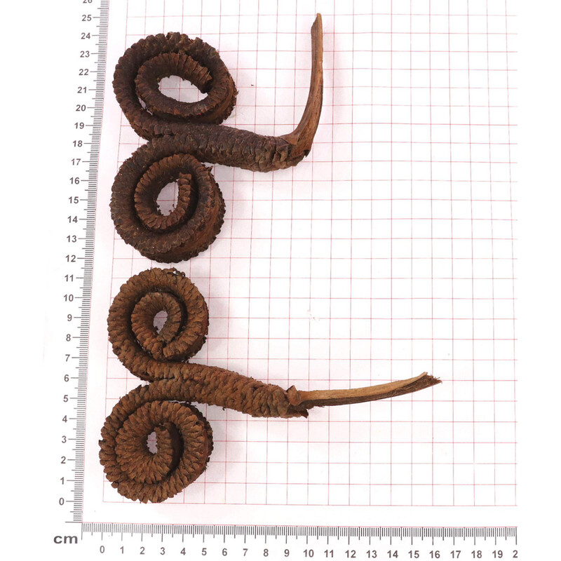 RAMS HORN 10x12cm 10ks*HNĚDÁ