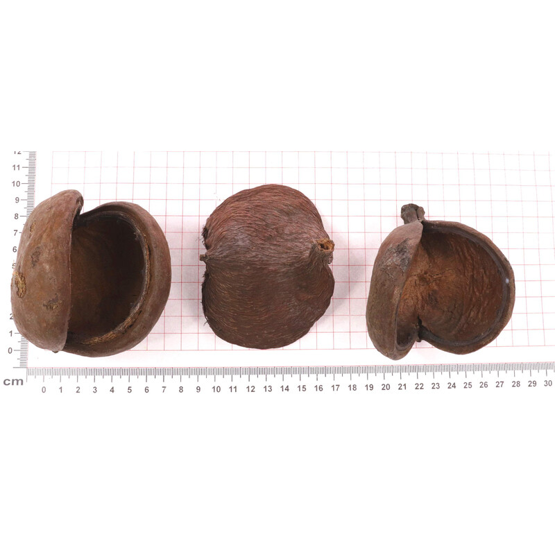 BADAM NUT 7-12cm 10ks*PŘÍRODNÍ